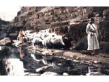 The main duties of a shepherd were to lead his flocks to green pastures and to find them a safe drinking-place by fresh water. An early photograph.